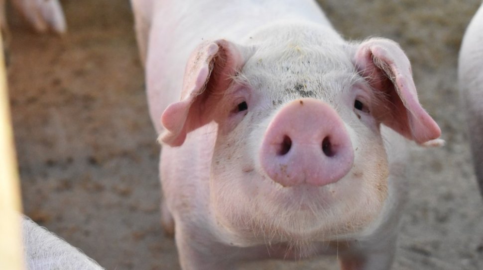 Habisi Babi di China dan Eropa kini Flu Babi Serang Afrika Selatan