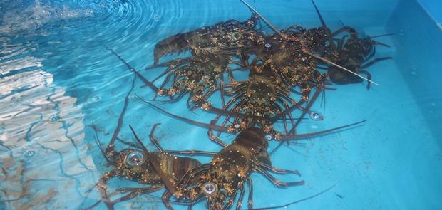 1,8 Juta Benih Lobster Senilai 281 Miliar Berhasil di Gagalkan KKP