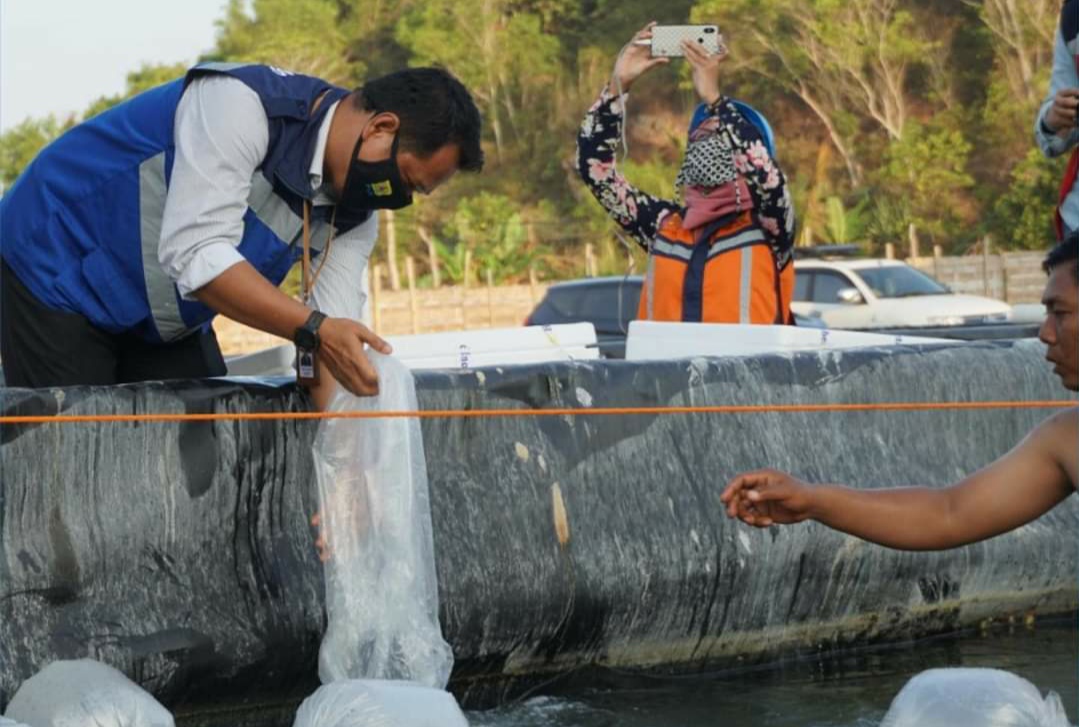 Patut Ditiru, Tambak Udang Di Pacitan Jadi Solusi Ekonomi Saat Pandemi