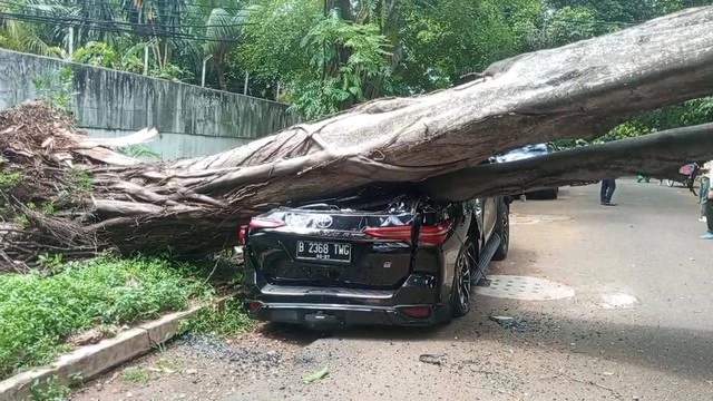 Pohon Besar di Seberang Rumah Prabowo Tiba-tiba Tumbang, Timpa Fortuner