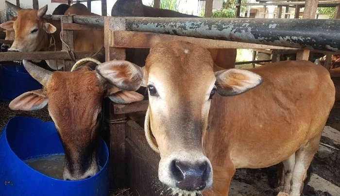 240 Ekor Sapi Ada untuk Meugang Ramadan di Lhokseumawe