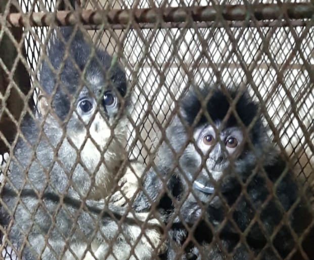 Jual-Beli Surili dan Lutung Jawa, Jaringan Ini Diciduk Dan Siap-Siap Dikurung 5 Tahun Plus Denda 100 Juta Rupiah