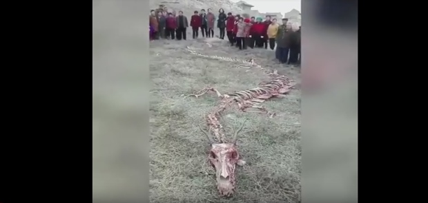 Penemuan Kerangka Naga di China