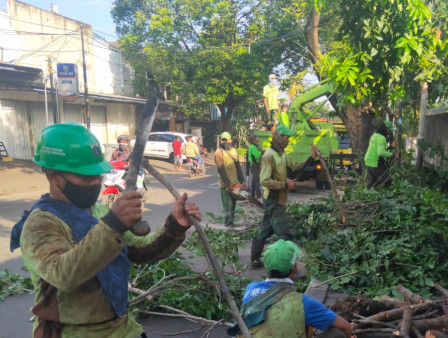 140 Petugas Gabungan Tangani Pohon Tumbang di Kebayoran Lama