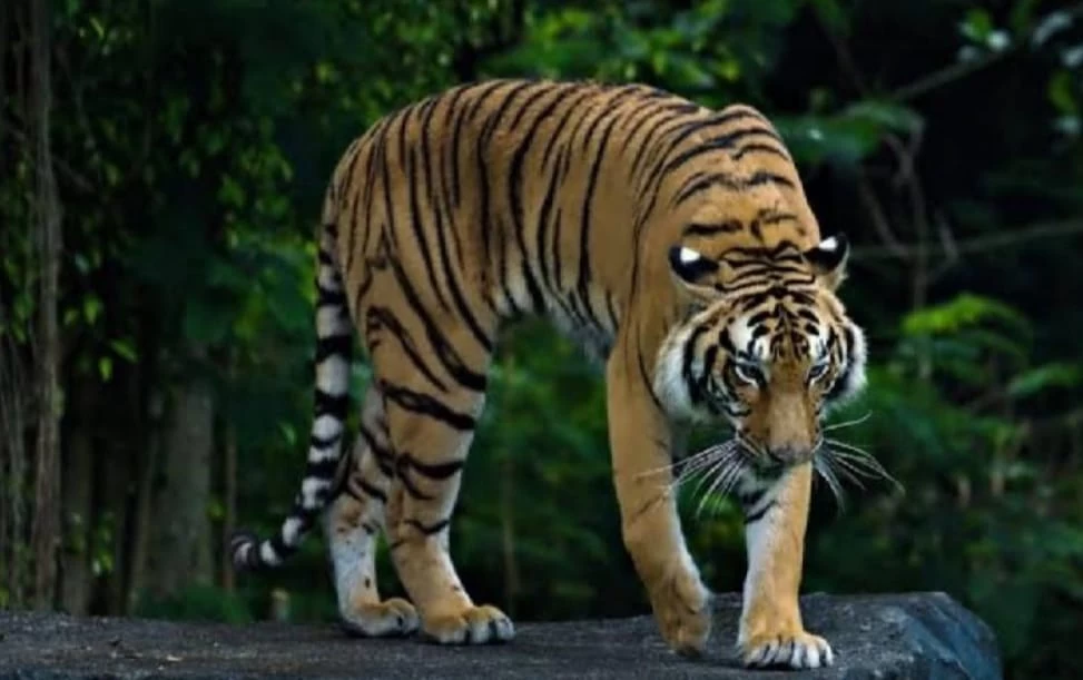 Tragis,Warga Suoh Tewas Di Terkam Harimau