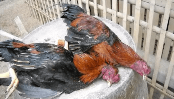 Indonesia Punya Laboratorium Berstandar Internasional Hadapi Ancaman Pandemi Flu Burung